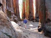 hiker surrounded by giant trees