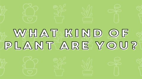 The NOVL Blog, Featured Image for Article: What Kind of Plant are you?