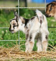 Little Goats for City Living