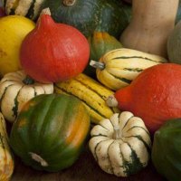 A Survey of Squash for the Winter Season