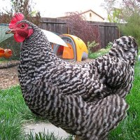 gail-damerow-favorite-chicken-breed