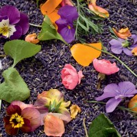 storey-Gardening for Kids: Grow an Herb Garden
